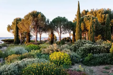 Claire Takacs, Gravel Garden Ideas, Aesthetic Backyard, Gardens Illustrated, Planting Combinations, Mediterranean Garden Design, Drought Tolerant Garden, Mediterranean Plants, Mediterranean Landscaping