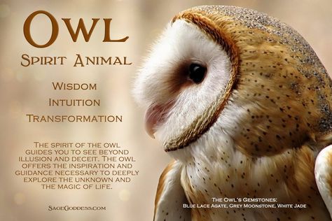 Owl spirit animal Animal Totem Spirit Guides, Owl Quotes, Spirit Animal Meaning, Animal Meanings, Spirit Animal Totem, Baba Jaga, Animal Spirit Guide, Spiritual Animal, Animal Spirit Guides