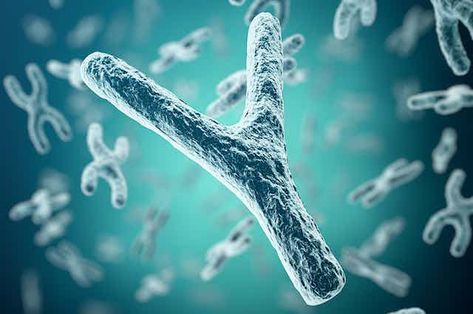 Y Chromosome, X Chromosome, Dna Molecule, Eclipse Solar, Genetic Diseases, Dna Sequence, Human Genome, Human Dna, Archaeology News