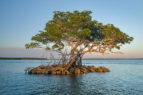 Red Mangrove Tree Red Mangrove Trees, Mangrove Tattoo, Florida Mangroves, Everglades City Florida, Red Mangrove, Flooded Forest, Mangrove Trees, Mangrove Tree, Ficus Microcarpa