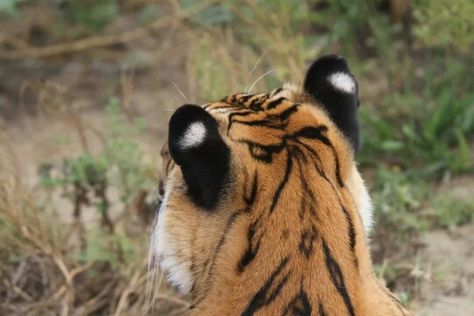 Tiger ears eyes Tiger Ears, Wild Animal Sanctuary, Animal Sanctuary, Large Cats, Wild Animal, Big Cats, Wild Cats, Tigers, The Wild