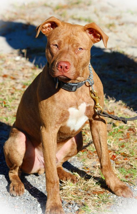 Characteristic Features of Red Nose Pit Bulls You Should Know Red Pitbull, Red Nose Pitbull Puppies, Aggressive Dog Breeds, Red Nose Pit, Cute Pitbulls, Dog Umbrella, Blue Nose Pitbull, Red Nose Pitbull, Pitbull Pictures