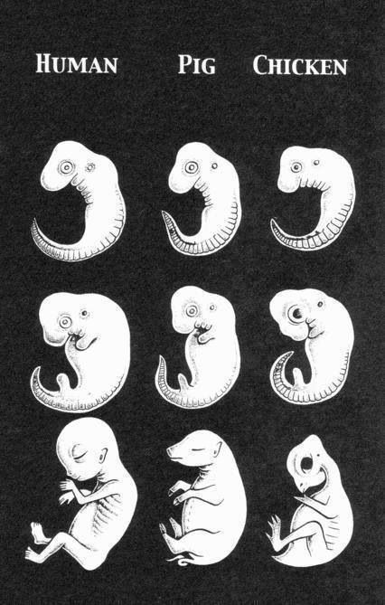 "When it comes to the central nervous system, and the ability to feel pain, hunger, and thirst, a rat is a pig is a chicken, is a dog is a boy." -Ingrid Newkirk Chicken, Human, Animals, White, Black