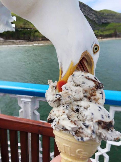 I Tried To Take A Photo Of My Ice Cream. Greedy Seagull Photobombed It Take A, Ice Cream, Cream, On Twitter, Twitter