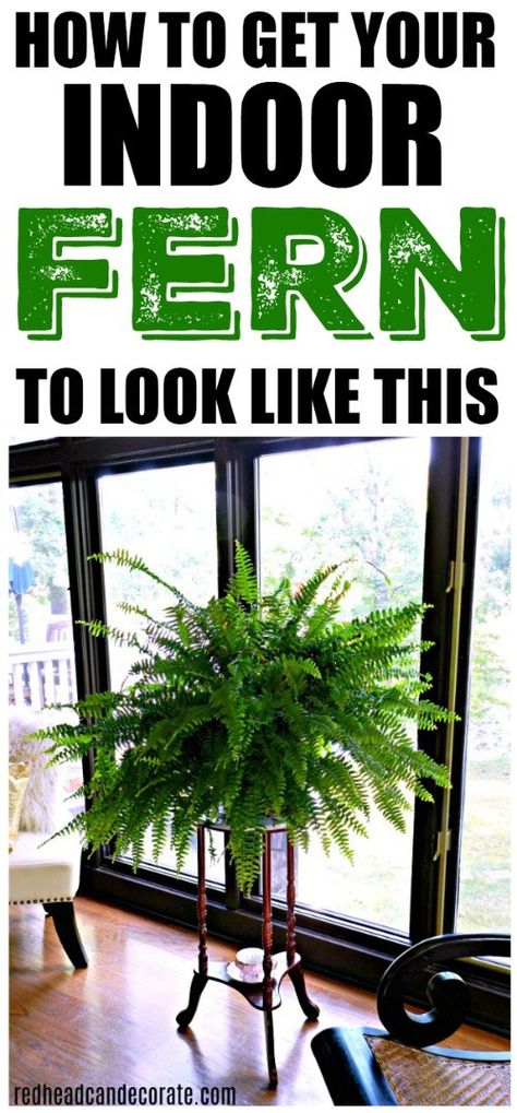 Indoor Ferns, Growing Food Indoors, Indoor Vegetables, Tattoo Plant, Indoor Vegetable Gardening, Growing Tips, Fern Plant, Home Vegetable Garden, Hydroponic Gardening