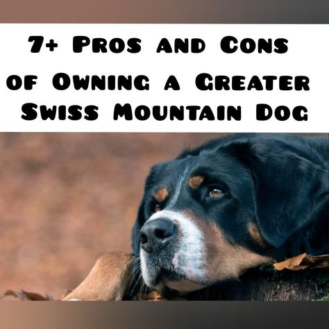 The Greater Swiss Mountain Dog is an Alpine dog breed, the largest of the breeds in its group. Swiss Mountain Dog Puppy, Great Swiss Mountain Dog, Mountain Dog Breeds, Dog Character, Greater Swiss Mountain Dog, Swiss Mountain Dogs, Dog Personality, Breed Dogs, Dog Shedding