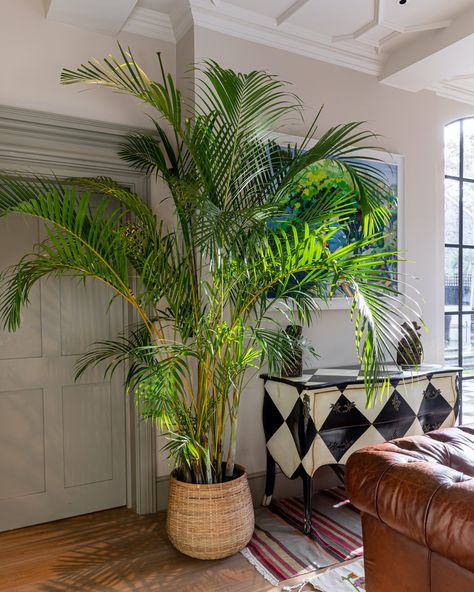 Indoor palm trees