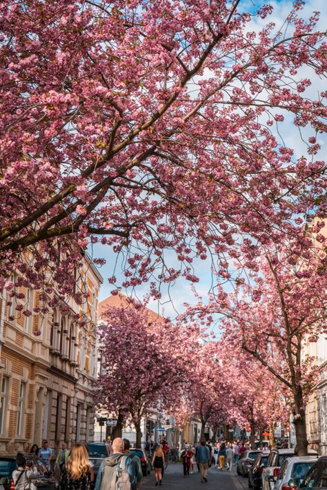 Bonn, Nature, Spring Scenery, Cherry Blossom Season, Nothing But Flowers, Pretty Landscapes, Spring Photos, Spring Aesthetic, Blossom Trees