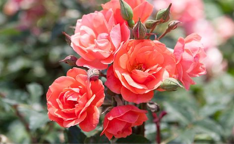 Knockout Roses, American Garden, Hosta Plants, Shrub Roses, Coral Flowers, Pink Petals, Plant Sale, Garden Spaces, Color Of The Year