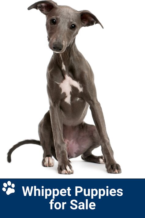 Where to Find Whippet Puppies for Sale Whippet Dog Puppy, Pit Puppies, Whippet Puppies, Whippet Dog, Animal Pics, Whippet, Puppies For Sale, Animal Pictures, Puppies