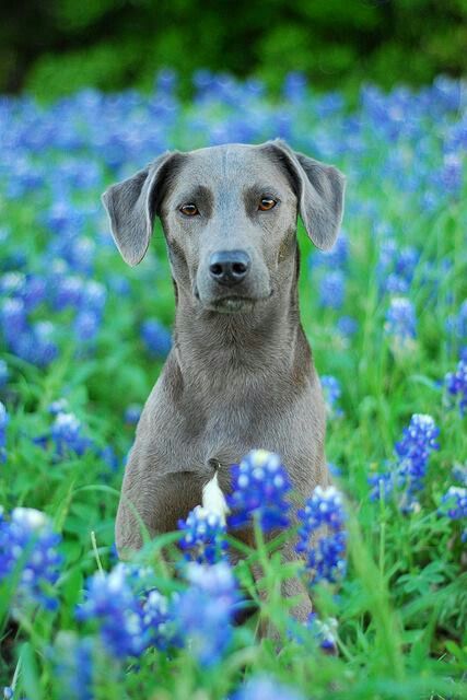 Blue Lacy - state dog in Texas Blue Lacy Dog, Blue Lacy, Dog Photoshoot, Herding Dogs, Blue Bonnets, Dog Photography, Working Dogs, Puppy Training, Dog Photos