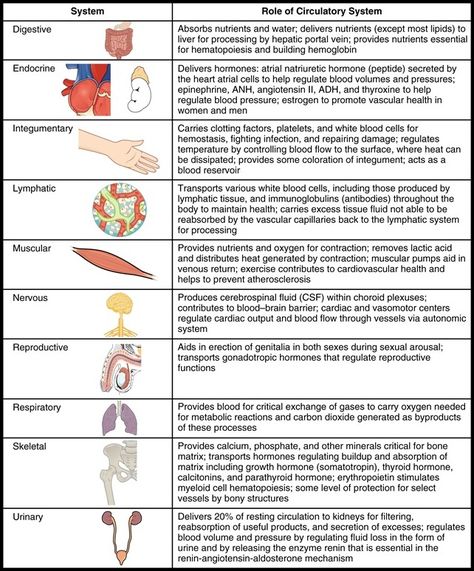 Body Systems | Definition, List of Body Systems and Functions Body Systems Worksheets, Cells Worksheet, Integumentary System, Basic Anatomy And Physiology, Nursing School Survival, Human Body Anatomy, Organ System, Nursing School Studying, Nursing School Tips