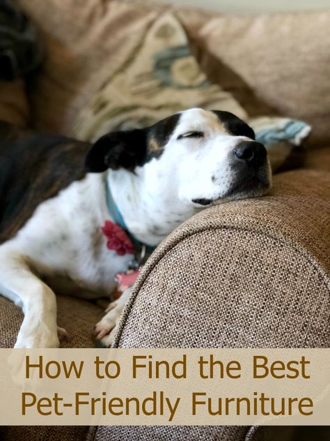 Best Furniture For Pet Owners, Dog Friendly Living Room Furniture, Dog Friendly Decor, Living Room Dog Friendly, Dog Living Room Ideas, Dog Friendly Couch, Best Couches For Dog Owners, Cat Friendly Furniture, Dog Friendly Living Room