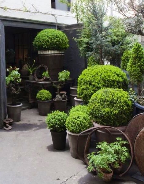 Oliver Gustav's Garden Boxwood Plant, Boxwood Garden, Topiary Garden, Patio Landscaping, Garden Containers, Garden Spaces, Indoor Garden, Front Yard Landscaping, Small Garden