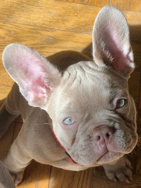 Red Fawn French Bulldog, British Bulldog Puppies, Fluffy French Bulldog, Fluffy Frenchie, Frenchies Puppies, Blue Fawn French Bulldog, Wrinkly Dog, French Bulldog Breed, Bulldog French