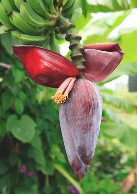 Banana Blossom: The Unlikely Vegetable - Recipes by Nora Banana Heart, Recipes Using Bananas, Banana Blossom, Peanut Stew, Pork Hock, Banana Fruit, Dried Bananas, Banana Plants, Banana Tree