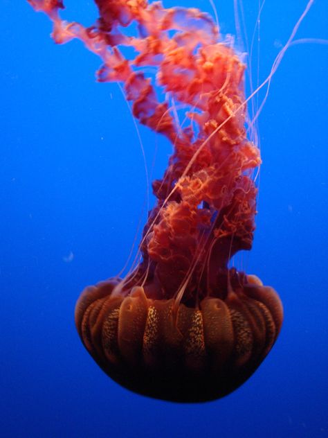 Black Sea Nettles- Black Sea Nettles-This giant jelly dwells in peaceful coastal waters.  In waters off the  West Coast, black sea nettles drift in warm, gentle currents. Look for this jelly's striking purplish bell - it can grow to over three feet across.  Their delicate tentacles, in the wild can trail to 25 feet or more Giant Jellyfish, Jellyfish Species, Sea Jellies, Cnidaria, Life Under The Sea, Beneath The Sea, Monterey Bay Aquarium, Monterey California, Belle Nature