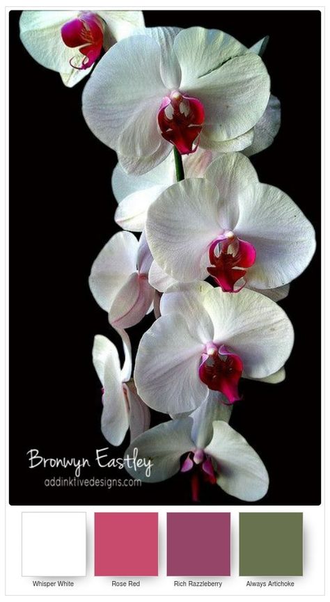 Exotic Orchids, Phalaenopsis Orchid, Orchid Care, Beautiful Orchids, Hawaiian Flowers, White Orchids, Orchid Flower, Exotic Flowers, Flower Beauty