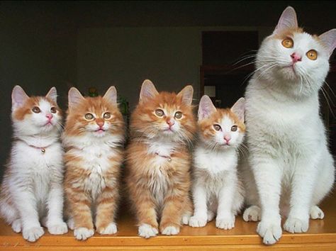 Cat Family Cat Family Portrait, Beautiful Pets, Gatto Carino, Söt Katt, Adorable Kittens, Mama Cat, Cat Family, Ginger Cats, Fluffy Cat