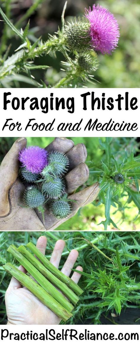 Foraging Thistle for Food and Medicine Grape Hyacinth Medicinal Uses, Arkansas Foraging, Fleabane Medicinal, Bull Thistle, Thistle Crafts, Wild Crafting, Medicine Herbs, Food Foraging, Wild Foraging