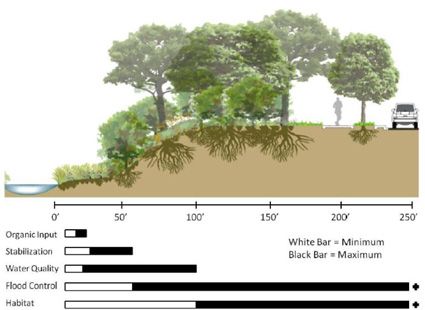 riparian zone - Google Search Riparian Landscape Design, Buffer Zone Architecture, Gym Architecture, Landscape Engineer, Buffer Zone, Ecology Design, Conservation Of Natural Resources, Tropical Garden Design, Conceptual Architecture