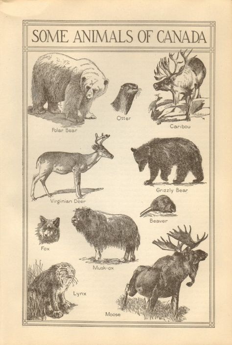 Vintage Canadian Animals Identification Page Animals In Black And White, Animal Identification, Canada Decor, Canadian Animals, Canadian Things, Canadian Wildlife, Arte Peculiar, Canadian History, O Canada