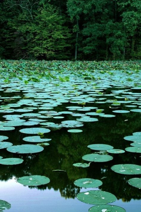 CHAMELEON VISUAL LTD Lily Wallpaper, Lake Photography, Lotus Pond, Southern Illinois, Lily Pond, Beautiful Lakes, Water Lily, Water Lilies, Water Garden