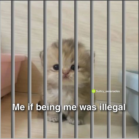 Me if being in jail was illegal. . . #explore #thread #cats School Jokes, Funny School Jokes, School Humor, Thread, Funny, Quick Saves