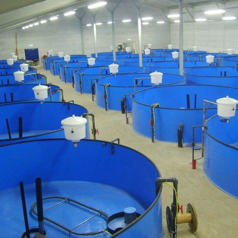 Ribe, Poultry Farm Buildings, Prawn Farming, Aquaculture Fish, Hydroponic Grow Systems, Aquaponics Greenhouse, Smart Farm, Aquaponics Fish, Hydroponic Farming