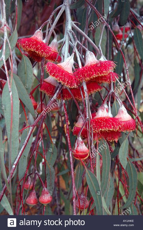 Eucalyptus Caesia, Gum Flowers, Flowering Gum, Eucalyptus Flower, Australian Trees, Australian Native Garden, Australian Wildflowers, Australian Native Flowers, Australian Plants