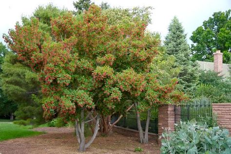 Finally, a list of trees that thrive along Colorado’s Front Range – The Denver Post Acer Tataricum, Colorado Landscaping, Colorado Gardening, Star Plant, Drought Tolerant Trees, Backyard Trees, Denver Botanic Gardens, Colorado Landscape, Tree Garden