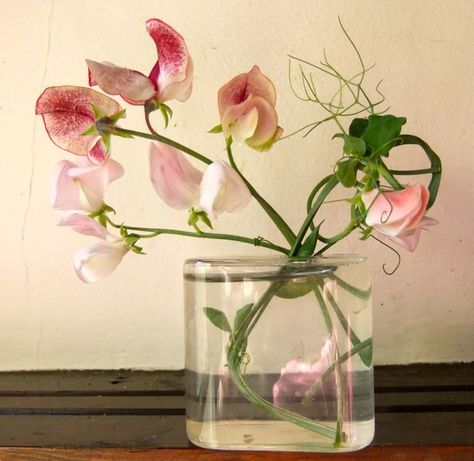 sweat pea flowers - i like to call my daughter sweet pea! Sweat Peas Flowers, Sweat Pea Tattoo, Natural Arrangements, Pea Tattoo, Sweet Pea Tattoo, Sweet Pea Flowers, Sister Tattoo, Small Vases, Favourite Flowers