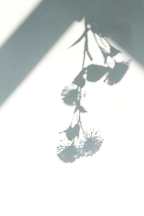 Shadow of hanging flower on white background | free image by rawpixel.com / Teddy Rawpixel Flower Photo Background, Flower Shadow Photography, Flower Shadow Aesthetic, Photography White Background, White Background Flower, Flower White Background, Plant Shadow, Leaves Shadow, Shadow Flower