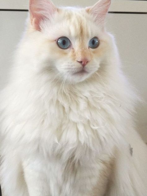 Cream Point Ragdoll, Cream Ragdoll Cat, Cat Tattoo Design, Flame Point, Cats Tattoo, Tattoos For Dog Lovers, Dream Pet, Cat Anatomy, Cat Personalities