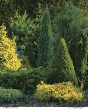 Landscape Layering: How to create an amazing landscape Evergreen Landscape, Conifers Garden, Evergreen Garden, Privacy Landscaping, Garden Shrubs, Fine Gardening, House Landscape, Privacy Screen, Shade Garden