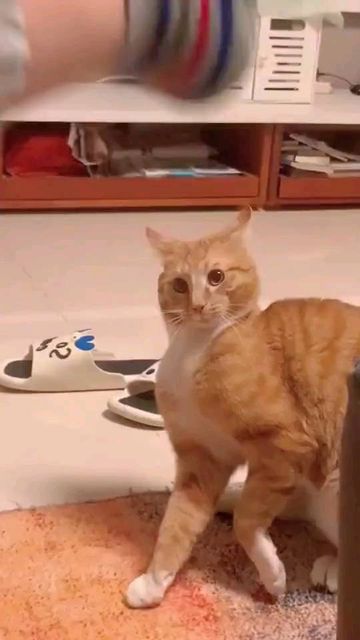 Cute Cat Videos Funny, Cute Kitten Videos, Funny Cats Video, Cute Cat Video, Funny Cats Pictures, Cat Meowing, Cat Videos Funny, Kitten Videos, Just Disappear