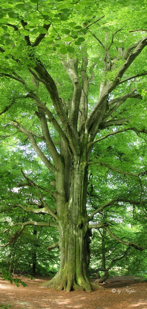 Lush green, so inviting, so beautiful, stop, breathe and take God's creation in . . . Trees Beautiful, Amazing Trees, Ancient Trees, Old Trees, Nature Tree, Tree Hugger, Tree Forest, Camping Ideas, Interesting Photos