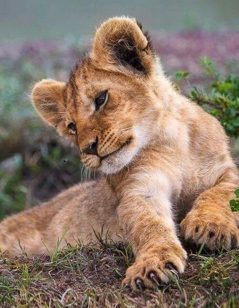 Animal Astethic, Lion Astethic, Lion Cute, Cute Wildlife, Cute Lion, Baby Lion, Instagram Baby, Wildlife Animals, Lion