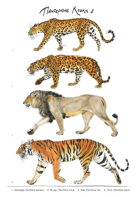 Pantherinae (big cats) illustration on Behance Big Cat Species, Animal Infographic, Nature Science, Cat Species, Ink And Watercolour, Tiger Pictures, Draw Animals, Big Cats Art, Animal References