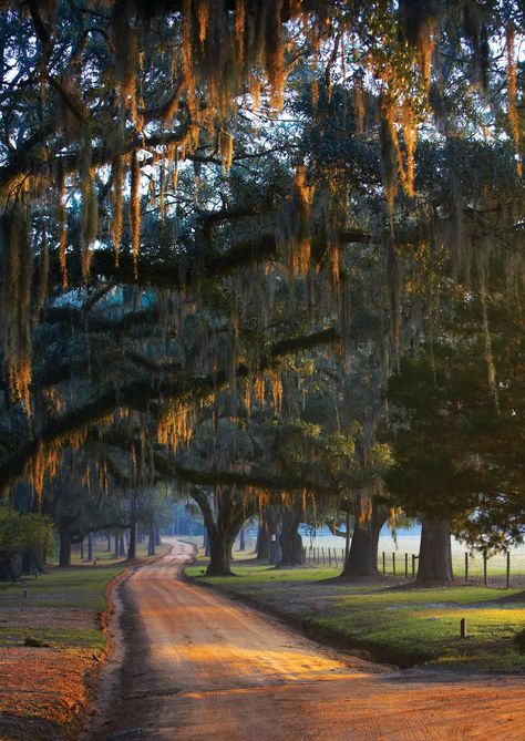 Country Roads Take Me Home, Spanish Moss, Dirt Road, Back Road, Jolie Photo, Country Gardening, Beautiful Tree, Beautiful World, Mother Nature