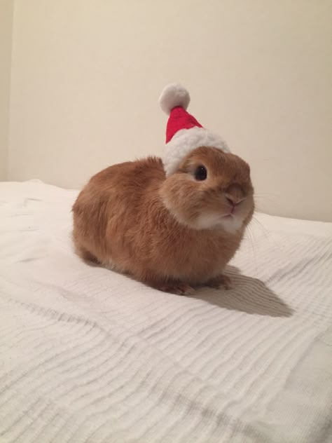 Christmas Bunny, Wearing A Hat, Cute Bunny, Wall, Christmas