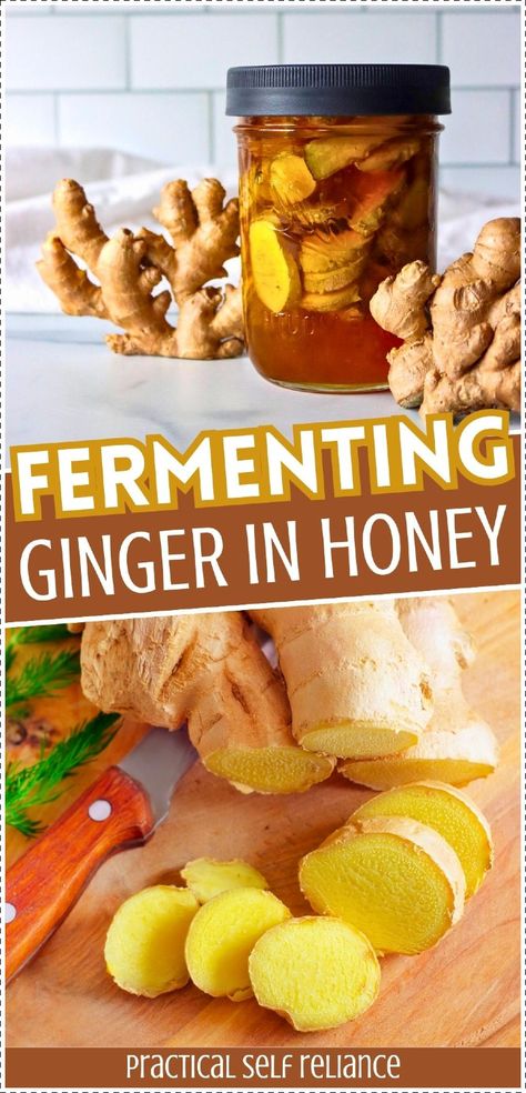 Learn the process of fermenting ginger in honey to create a potent home remedy for immunity and digestion. This easy recipe turns two simple ingredients into a powerhouse of health benefits and flavor. Find more medicinal honey recipes, ginger health benefits, ginger remedies, and Herbalism for Beginners at Practical Self Reliance. Ginger Pulp Recipes, Fermenting Ginger, Canning Ginger, Ginger Jelly Recipe, Infused Honey Recipes, Preserve Ginger, Ginger Remedies, Benefits Of Fresh Ginger, Medical Apothecary