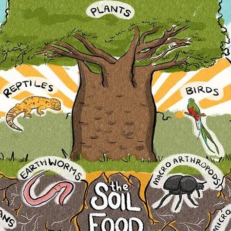 Delvin Solkinson on Instagram: "“If we want to grow and harvest crops, we have to build soil and fertility with time, not destroy it. The only way to reach these endpoints is to improve the life in the soil.” - Dr. Elaine Ingham  Our newest artful collaboration with Dr. Elaine Ingham @soilfoodwebschool, @heather.b.oregon, @doctorcobb, @carlamacport, Loida Vasquez and the extraordinary permaculture illustrator @brenna_quinlan sharing a vision of the Soil Food Web.  The organisms represented in this illustration are representatives of diverse ecosystems from around the world.  Here are the specific organisms depicted, and one example of where they can be found: Plants - Baobab - Africa Reptiles - Leopard Gecko - Asia Birds - Quetzal - South America Mammals - Wombat - Oceania Earthworms - Nit Permaculture, Reptiles, Fertility, Fertility Illustration, Food Web, Earthworms, Leopard Gecko, The Soil, Agriculture