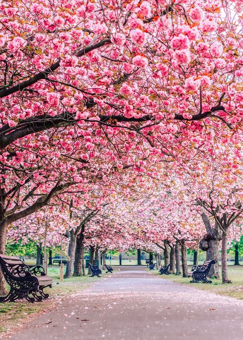 From my London Prints Photography Collection:  Beautiful Spring Time in UK capital, take during walk in Greenwich Park, Cherry blossom season   This listing is for a high quality print, unmounted and unframed. The size demonstrated in the listing photography is 5x7 dimensions. Sizes available: 5x7 8x10 (cropped) 8x12 11x15 (cropped) - made to order, will take few more days to deliver 16x20 (cropped) -made to order, will take few more days to deliver Check out my other photos from London collecti London Prints, Greenwich Park, Prints Photography, Spring Park, Spring Pictures, Cherry Blossom Season, Celebrity Singers, Photography Collection, London Print