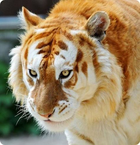 strangest-and-rarest-animals-in-world39 Golden Tiger, Rare Animals, Animal Species, Weird Animals, Animal Planet, Beautiful Cats, Animals Friends, Big Cats, Beautiful Creatures