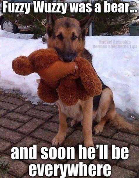 That is about right! #haha #smile #lol #dogs #pets #animals #funny #look #fashionmagenet  http://buff.ly/1VG4drU Puppies Cutest, Dachshund Funny, Fuzzy Wuzzy, Funny Animal Jokes, Refrigerator Magnet, Memes Humor, German Shepherd Dog, Shepherd Puppies, Funny Animal Memes