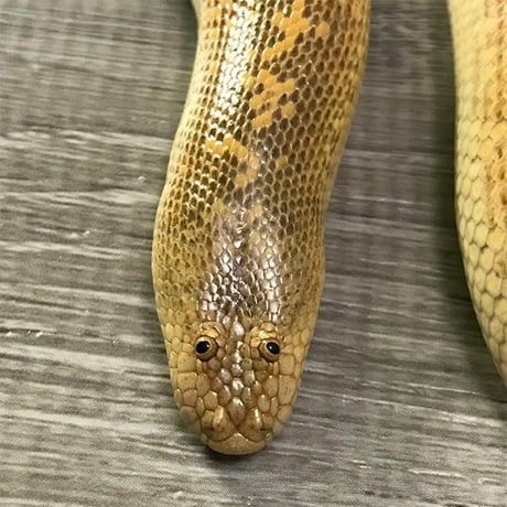 Arabian Sand Boa, Weird Looking Animals, Cute Snakes, Reptile Snakes, Beautiful Snakes, Cute Reptiles, Cute Snake, Silly Animals, Reptiles And Amphibians