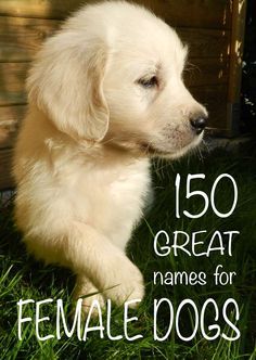 Over a hundred and fifty great girl dog names to choose from! - Tap the pin for the most adorable pawtastic fur baby apparel! You'll love the dog clothes and cat clothes! Top Girl Dog Names, Best Female Dog Names, Puppy Girl Names, Girl Dog Names Unique, Puppies Names Female, Names For Girl, Dogs Names List, Cute Puppy Names, Dog Names Unique