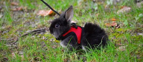 Bunny Leash, Bunny Harness, Young Rabbit, Small Rabbit, Leash Training, Large Animals, Good Things, Animals