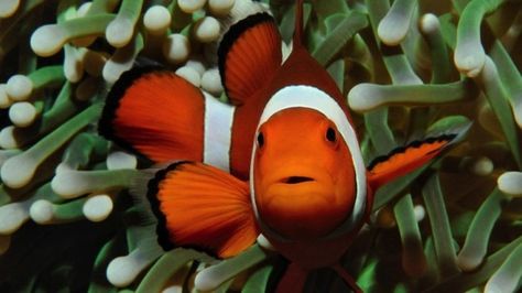 Finding Nemo Fish, Nemo Fish, Aquarium Supplies, Sea Anemone, Clownfish, Airbrush Art, Clown Fish, Ocean Creatures, Animals Of The World